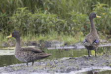 Canard à bec jaune