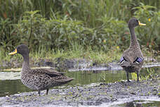 Canard à bec jaune