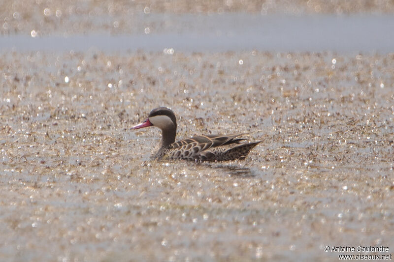 Red-billed Tealadult