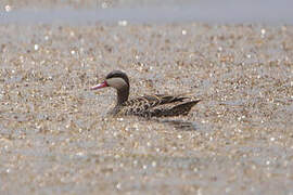 Red-billed Teal