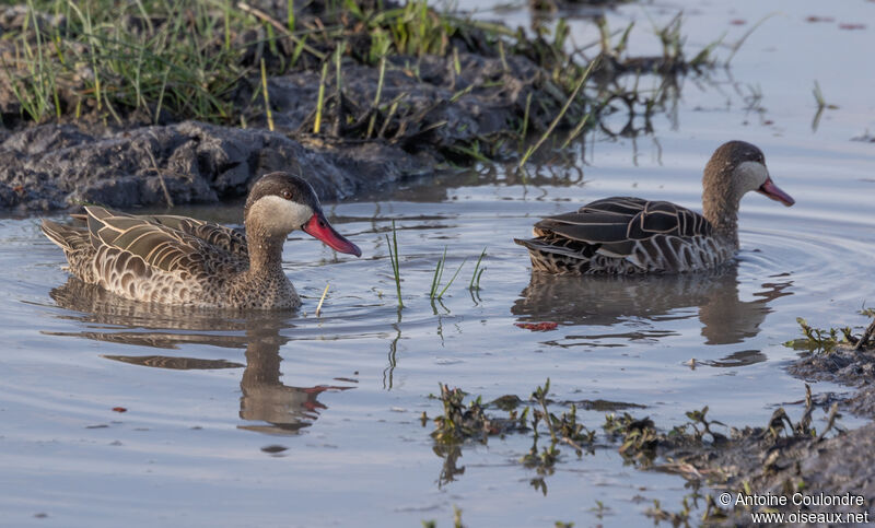 Red-billed Tealadult, swimming