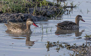 Canard à bec rouge