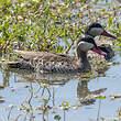 Canard à bec rouge