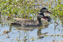 Red-billed Teal