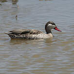 Canard à bec rouge