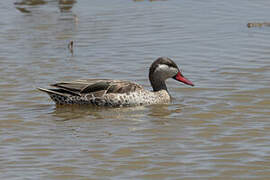 Canard à bec rouge