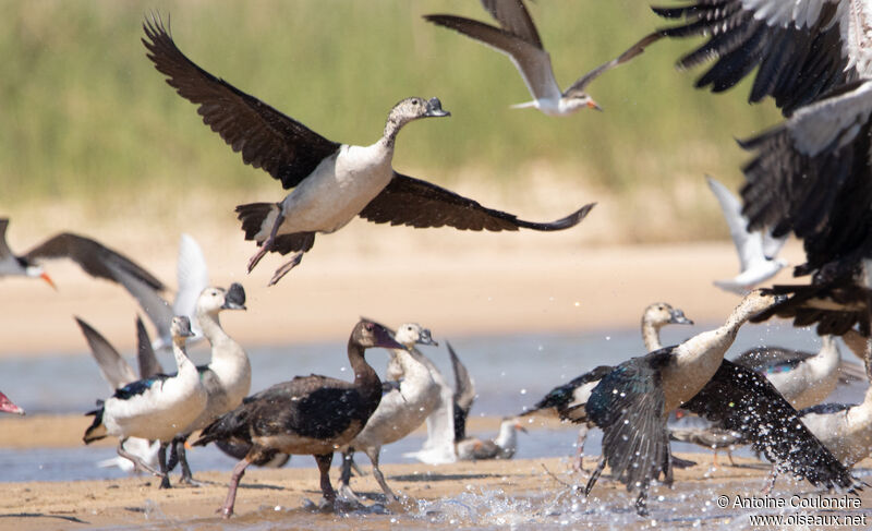 Knob-billed Duck