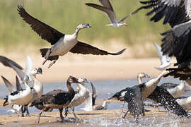 Knob-billed Duck