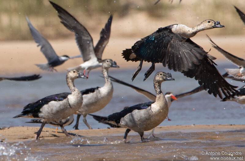 Canard à bosse