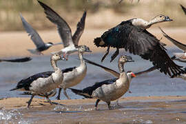 Knob-billed Duck