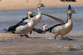 Knob-billed Duck