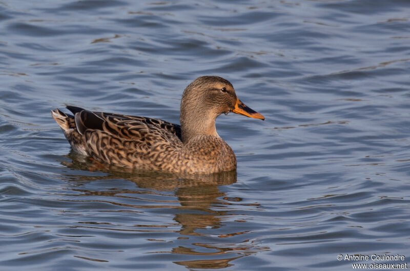 Canard chipeau femelle adulte