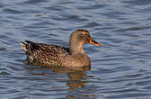 Canard chipeau