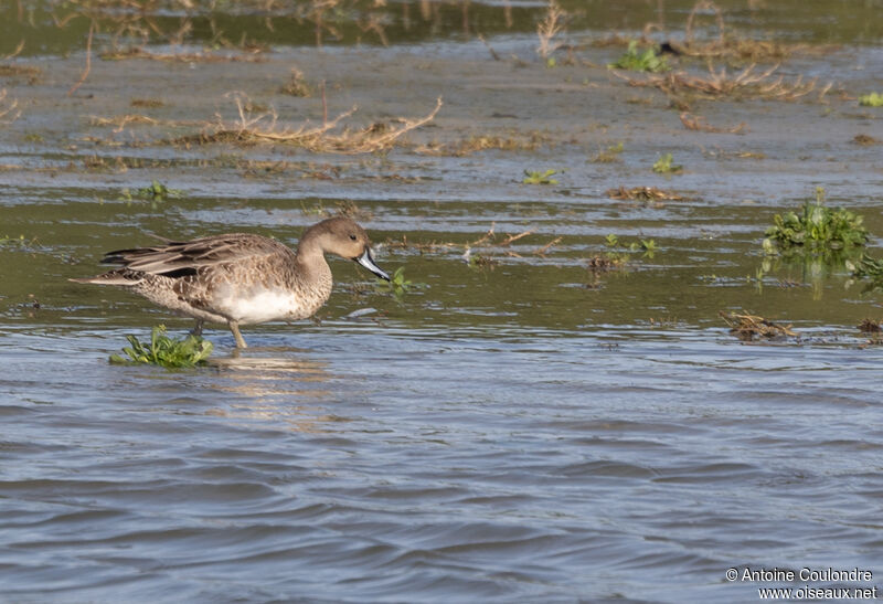 Canard chipeau mâle adulte