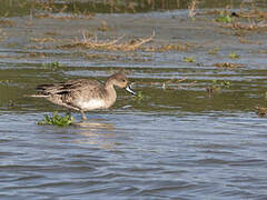 Canard chipeau