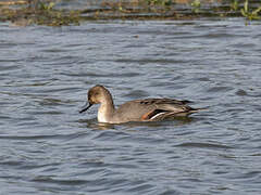 Gadwall