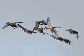 Canard chipeau