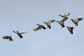 Gadwall