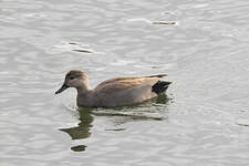 Canard chipeau