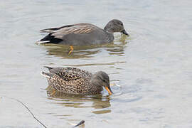 Gadwall