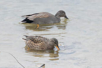 Canard chipeau