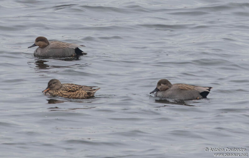 Canard chipeauadulte