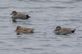 Gadwall