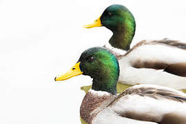 Canard colvert