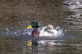 Canard colvert