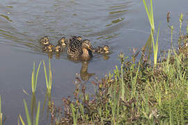 Canard colvert