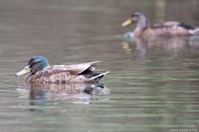 Canard colvert mâle adulte internuptial