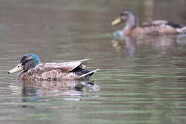 Canard colvert