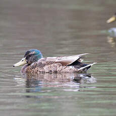 Canard colvert