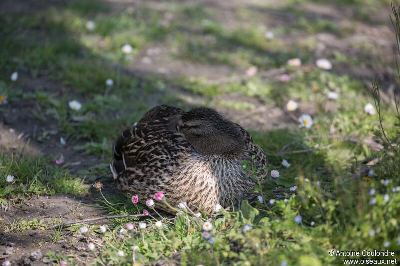 Canard colvert femelle adulte