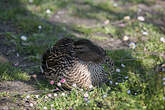 Canard colvert