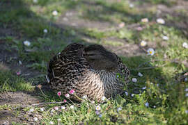 Mallard