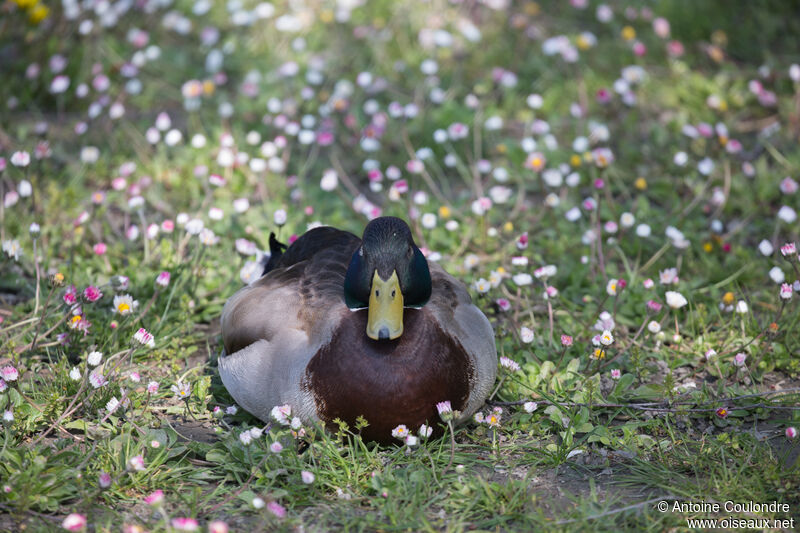 Canard colvert mâle adulte