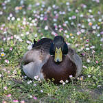 Canard colvert