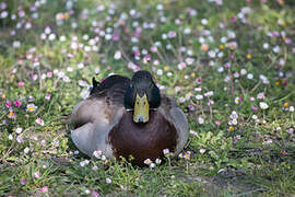 Canard colvert