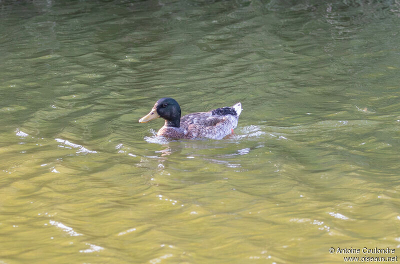 Canard colvert mâle adulte internuptial