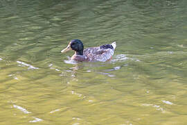 Canard colvert