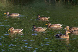 Canard colvert