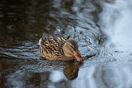 Canard colvert