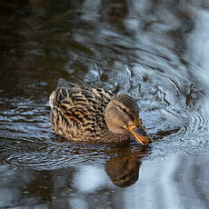 Canard colvert