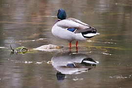 Canard colvert