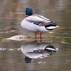 Canard colvert