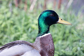 Canard colvert