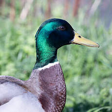 Canard colvert