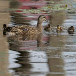 Canard colvert