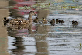 Canard colvert